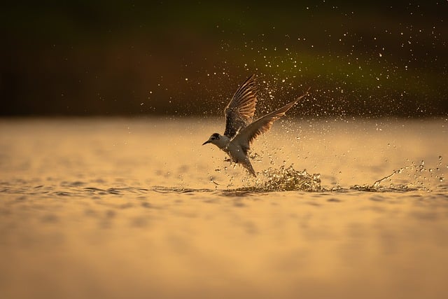 bird-9900094_640