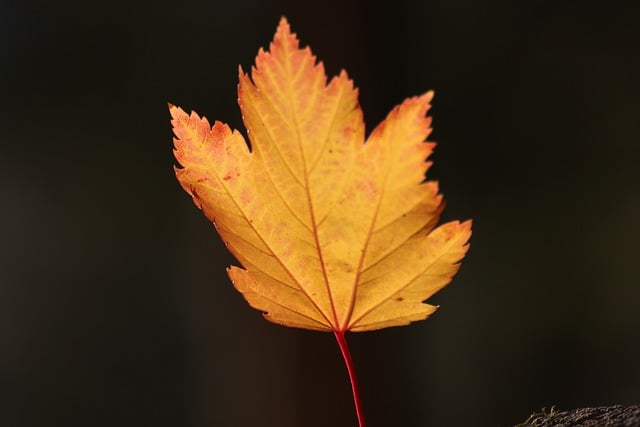 leaf-9894303_640