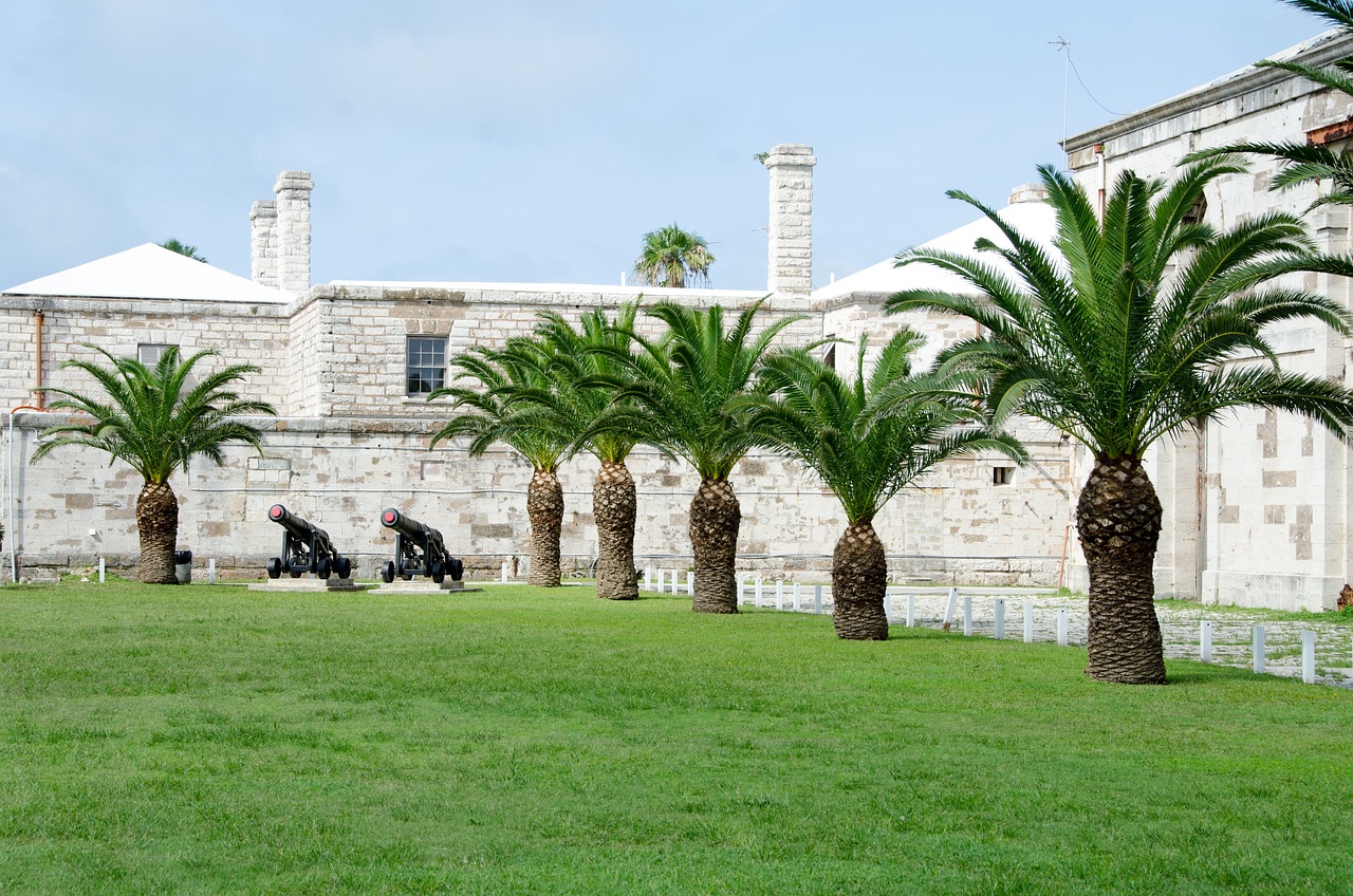 palm-tree-3401277_1280